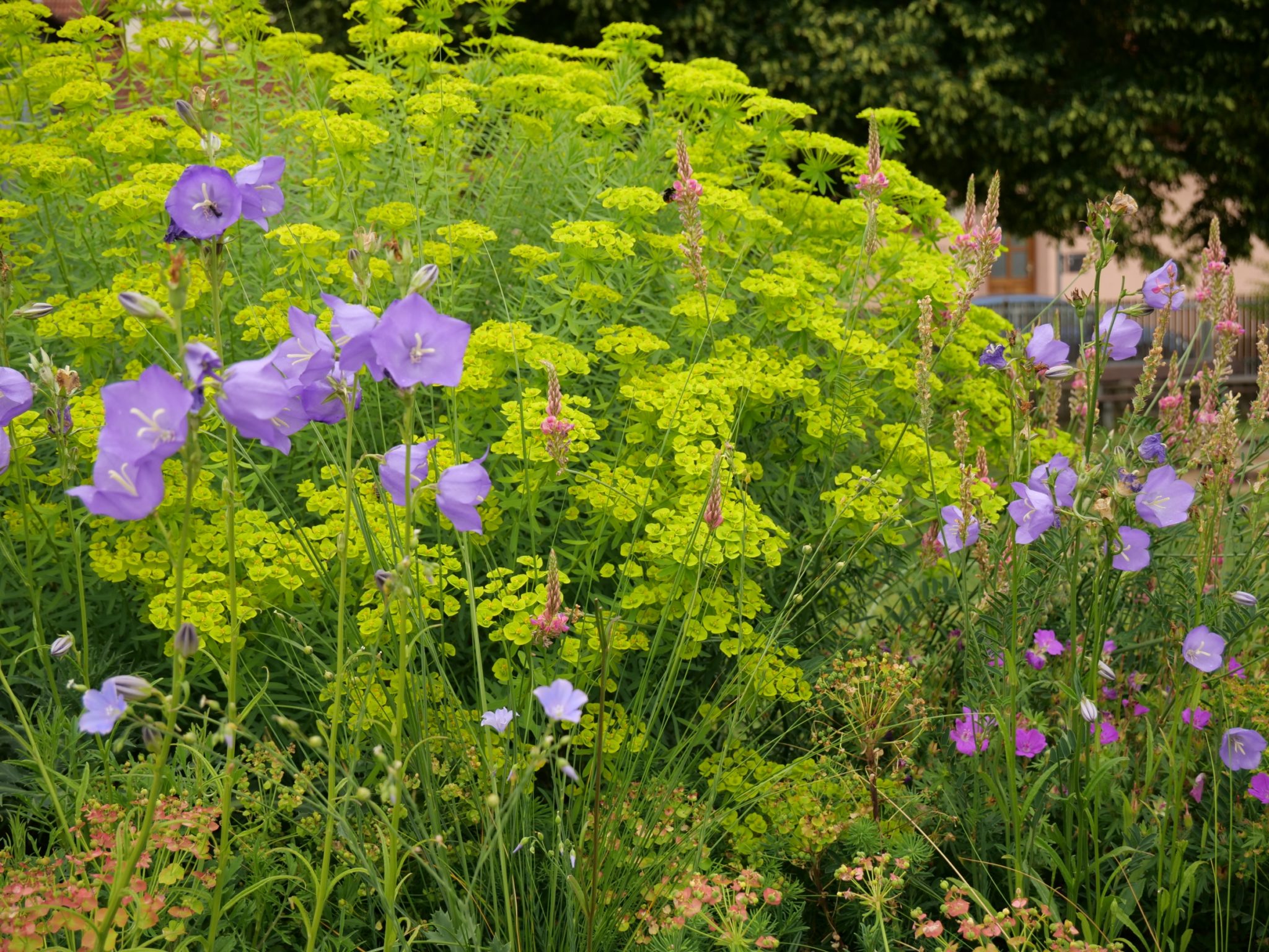 Tausende Gärten tausende Arten SaatgutFestival